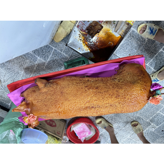 Heo quay nguyên con nổ cốm 16kg  